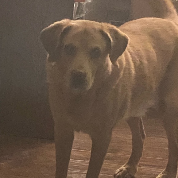 Frank & Eileen Pant Wicklow Chino Twill Mid-Rise Cropped Raw Light Pink 10 GUC - Picture 9 of 9